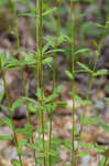 Boykin's milkwort